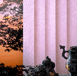 cortitela1.gif